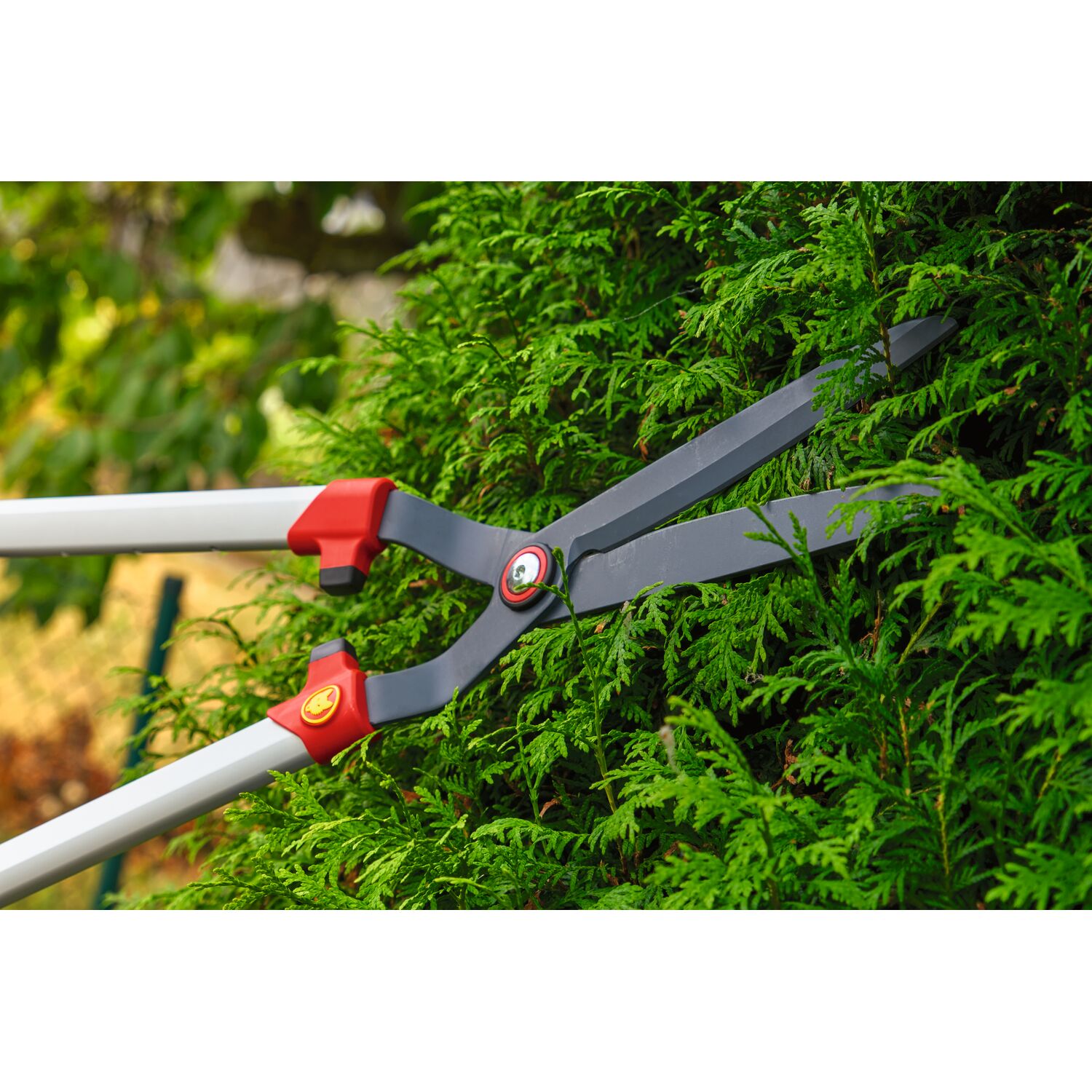 WOLF-Garten telescopic hedge shear while cutting shrubs