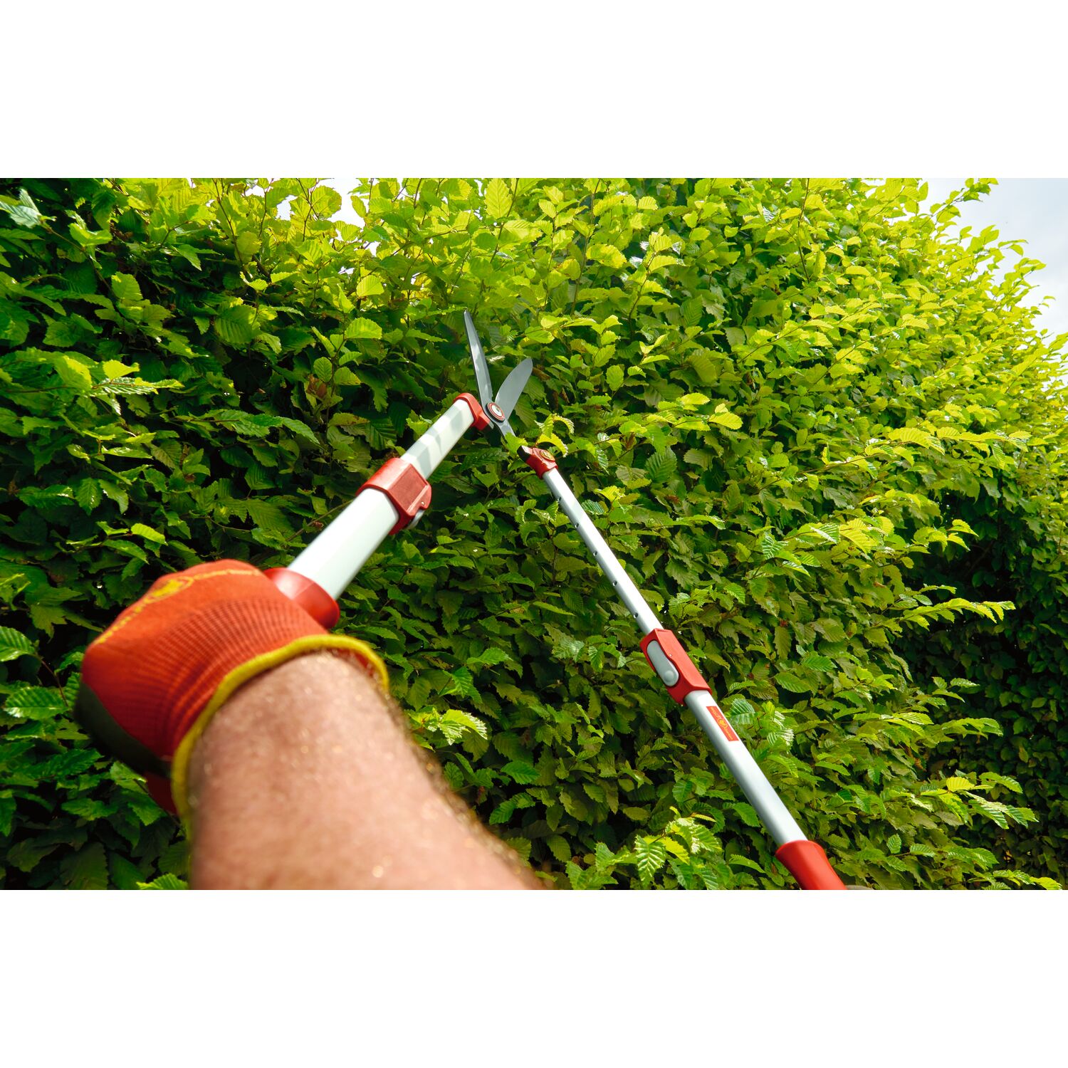 WOLF-Garten telescopic hedge shear while cutting shrubs